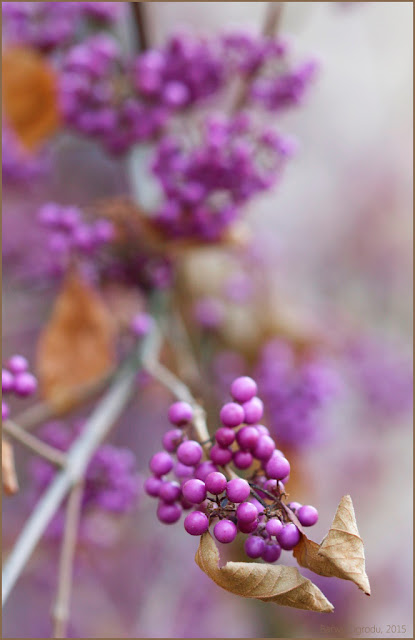 calicarpa, pięknotka