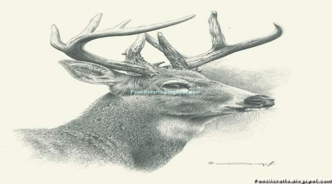 Line Drawings Of Deer