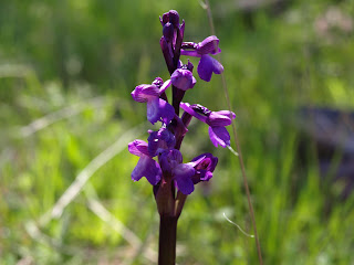 Orquídea (Anacamptis morio)