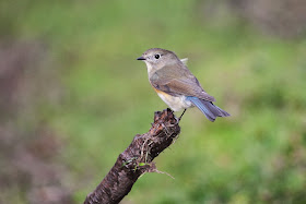 Red-flanked Bluetail - Simon Colenutt