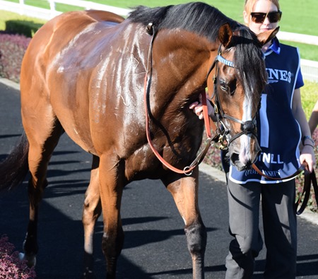 qe stakes_hartnell 1
