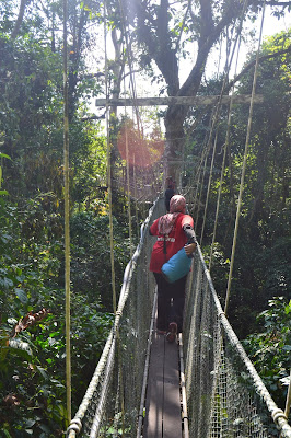 Canopy walk Mulu National Park