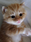 baby cat