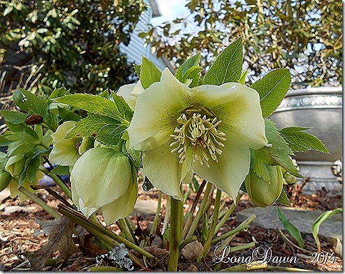 Hellebore_White