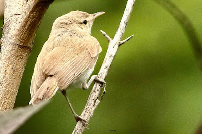 "Sykes's Warbler, Early visitor to Mount Abu."