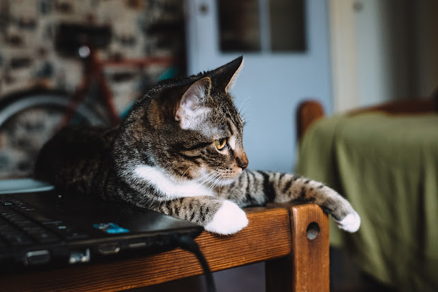 Cat sitting on a desk by freestocks.org from flickr (PD)