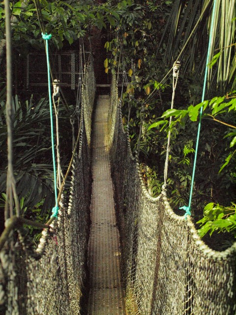 animals of rainforest pictures. animals in rainforest biome.