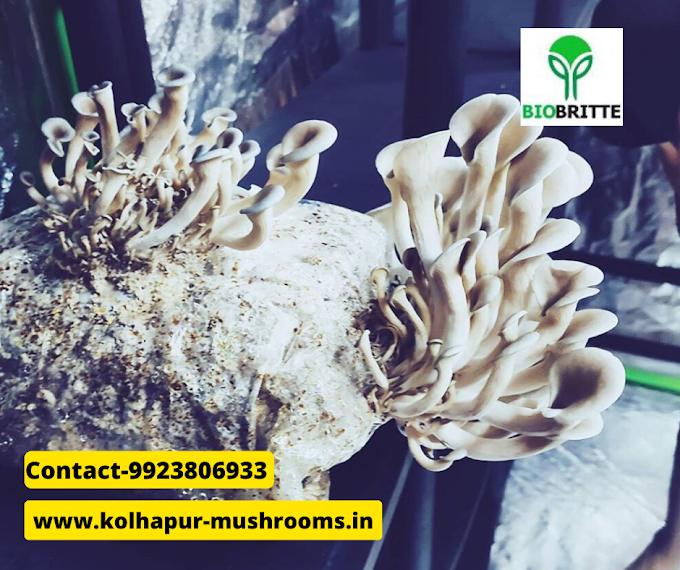 Mushroom spawn online shop in Pandharpur