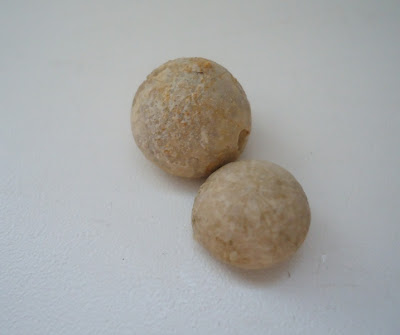 Two Fossils Sea Urchin Echinoid