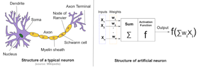 ANN vs Biological neuron