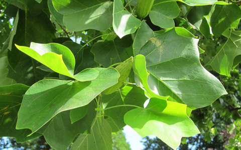 Tulip tree liriodendron tulipifera leaves