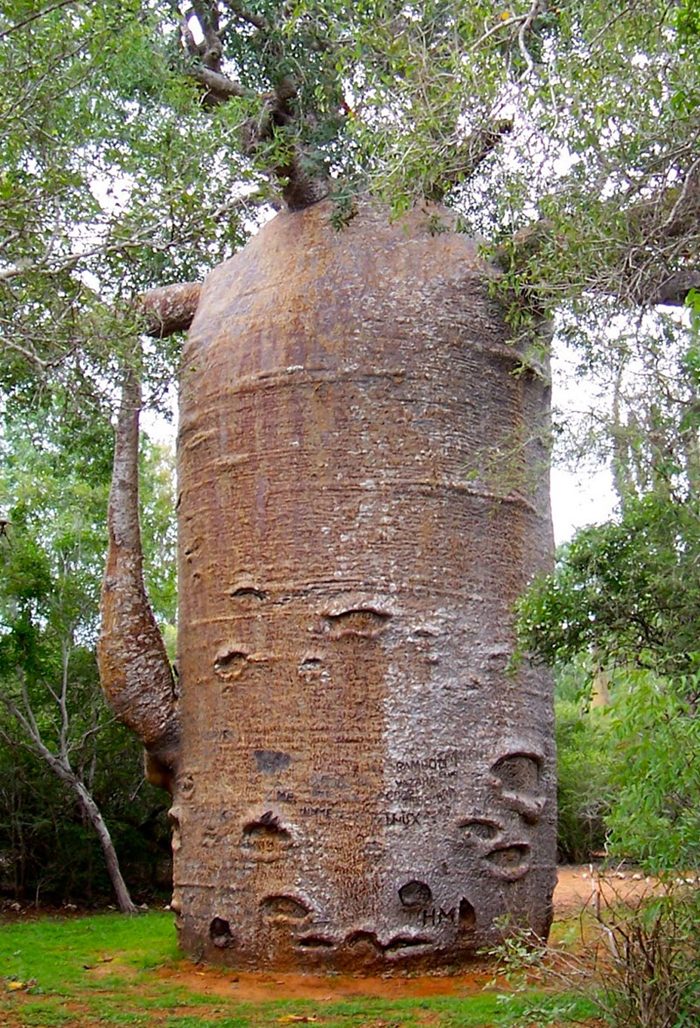 Thousand year Old Baobab Tree