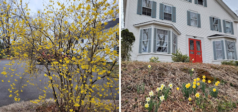 Side-by-side photos of forsythia (left) and daffodils (right)