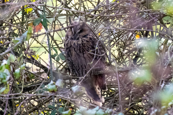 Long-eared owl