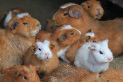 Guinea Pigs (Cavia porcellus) in Mollepata