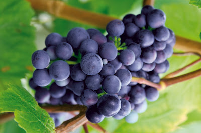 Healthy Grapes Fruits Picture