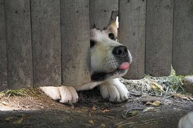 filme sempre ao seu lado hachiko escapando cerca