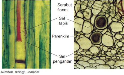 Pengertian Struktur dan Fungsi Jaringan  Pintar Pelajaran Struktur dan Fungsi Jaringan Xilem dan Floem pada Tumbuhan