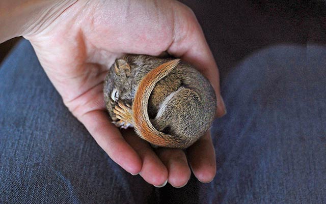 Warning: You Will Want to Adopt an Orphaned Baby Squirrel After Reading This