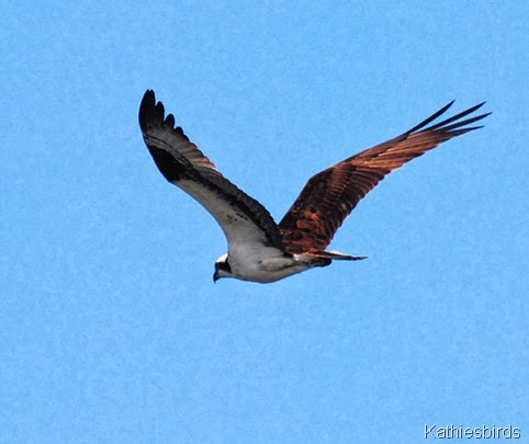 10. osprey-kab