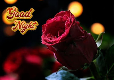 love rose romantic good night