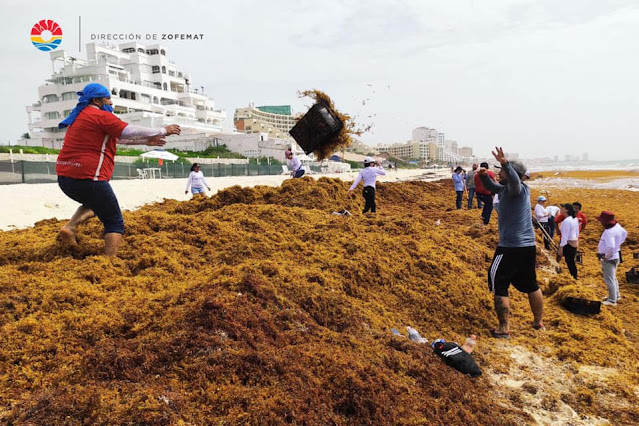 Sigue recalando sargazo en playas de la zona hotelera de Cancún