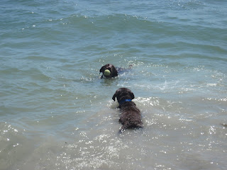 chocolate lab puppies swimming