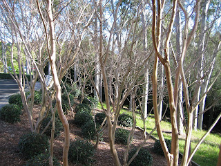 Winter trees Nan Tien Temple