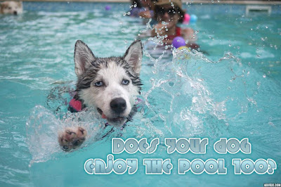 Does your dog enjoy the pool too?