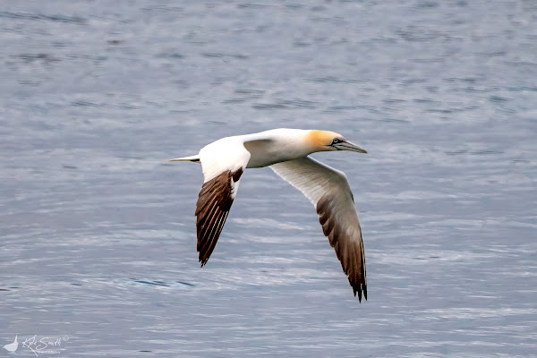 Gannet