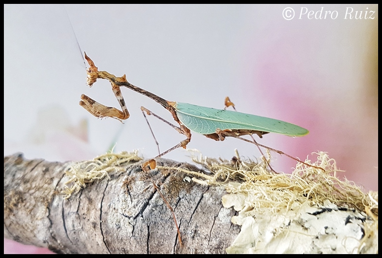 Hembra adulta de Sibylla pretiosa (alas verdes), 4,5 cm de longitud