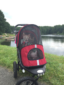 Coco the Couture Cat and Brighton, Cornish Rex Cats in a stroller by a lake