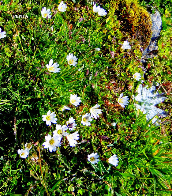 Cerastium alpinum.Sierra Nevada