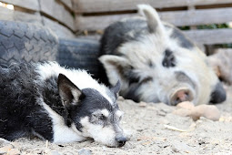 Dog Training:  Teaching Your Dog the Sit Command