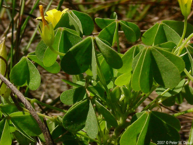 Кислица Диллена / Кислица Диллениуса (Oxalis dillenii)