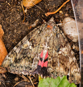 Red Underwing, Catocala nupta.  West Wickham Common, 8 September 2016.