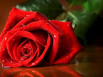 √ Terminé! image d'une rose d'amour 283847-Image d'une rose d'amour