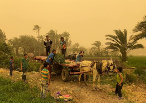 From Fayoum by Yahia Ahmed