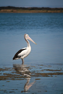 Lone single Pelican Reflection Water Sea