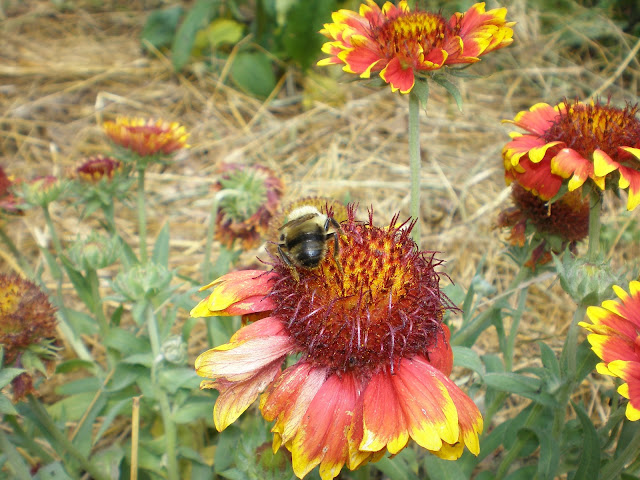 bumblee and firewheel blanketflower