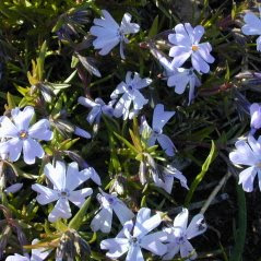 Flowering Creeping Phlox