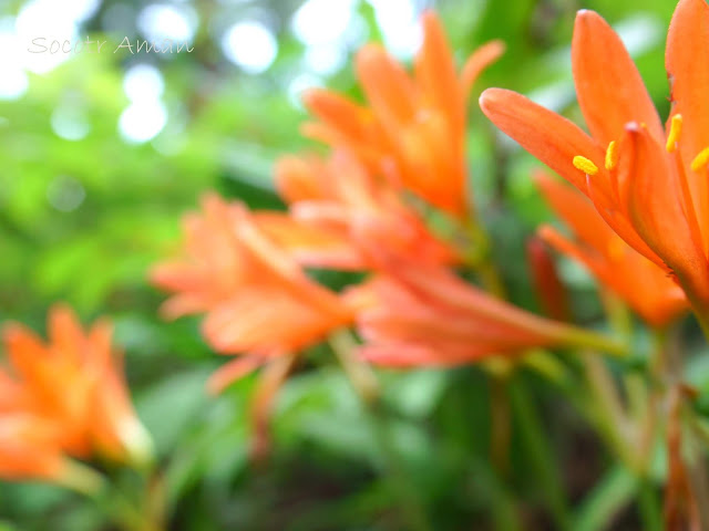 Lycoris sanguinea