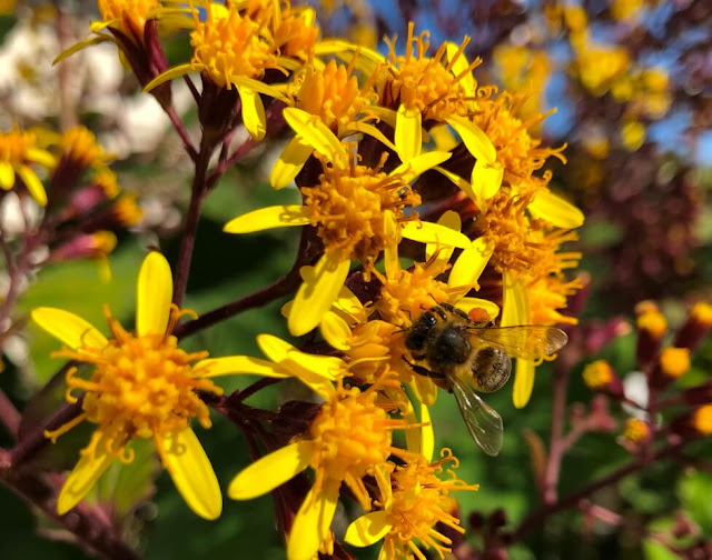 Flores e abelhas