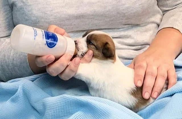 how much milk should a puppy drink