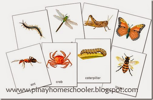arthropods preview
