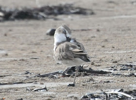 Greater Sandplover (Charadrius leschenaultii)