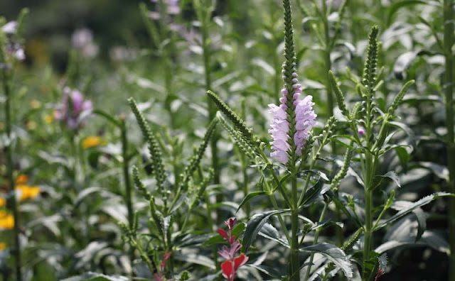 Physostegia Virginiana Flowers Pictures