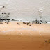 Τα 4 tips για να εξαφανίσετε τα μυρμήγκια από το σπίτι σας