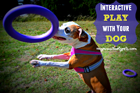 Interactive Play and Exercise with Your Dog Using PULLER ...