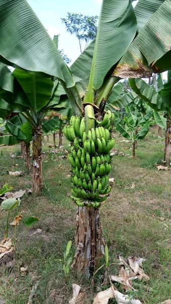 bibit pohon pisang barangan merah produk original istimewa Maluku